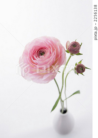 ピンクのラナンキュラス・ポーのポートレート3 2256138
