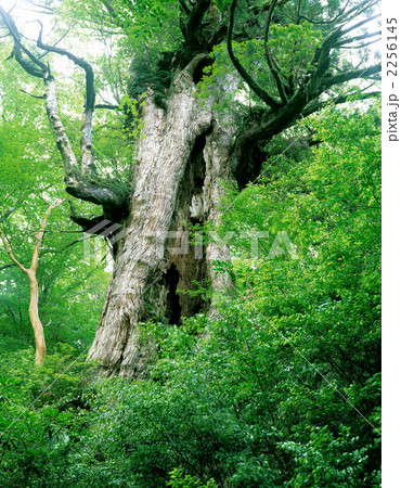 大王杉 大王杉 2256145