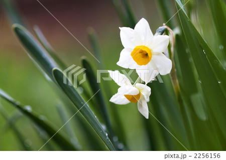 野辺に咲く水仙 2256156