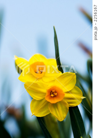 野辺に咲く水仙 2256167