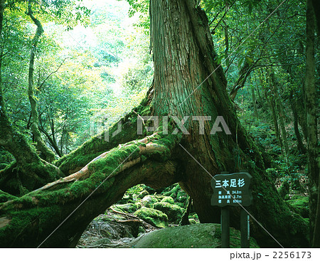 三本足杉 三本足杉 2256173