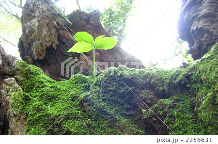木の芽 2256631