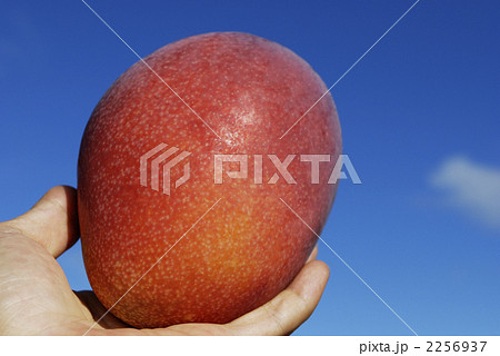 沖縄のフルーツ・宮古島産完熟アップルマンゴーと青空 2256937