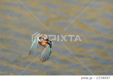魚を咥え飛ぶカワセミ 2258097
