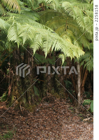 ハワイ島パラパライ(シダ) ハワイ島パラパライ(シダ) 2258158