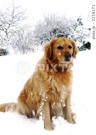 雪と犬 雪と犬 2258171