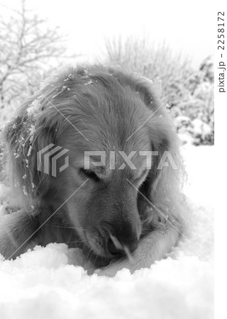 雪と犬 雪と犬 2258172