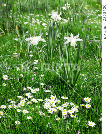 スイセン　デージー　ホワイトガーデン　ブリュッセル 2258400