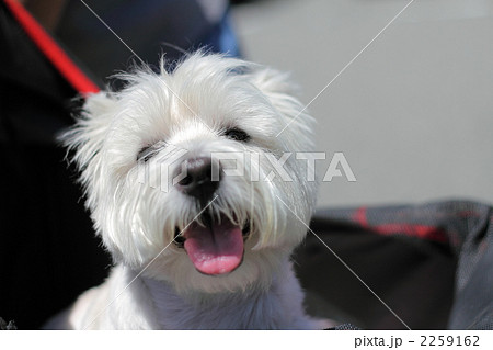 白い犬 ウエストハイランドホワイトテリア ウエスティーの写真素材