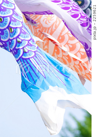 鯉のぼり 鯉のぼり 2259621