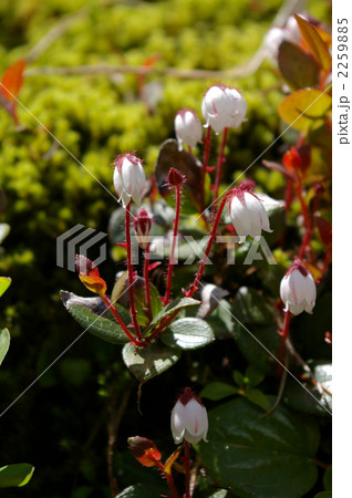 イワハゼ 2259885