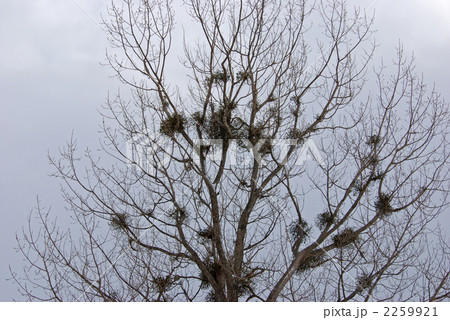 樹木・ヤドリキ(ヤドリギ科) 樹木・ヤドリキ(ヤドリギ科) 2259921