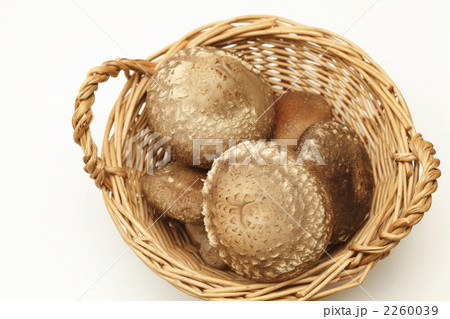 生椎茸 生椎茸 2260039