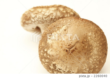 生椎茸 2260040
