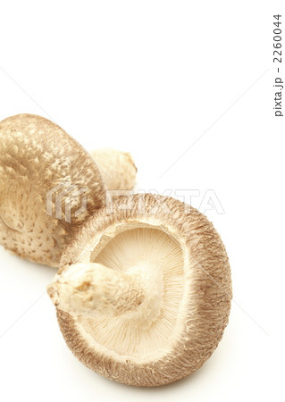 生椎茸 2260044