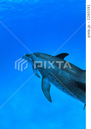 イルカ 2260391