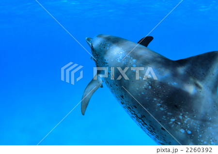 イルカ 2260392