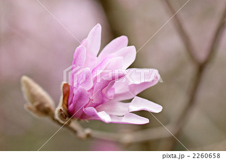 シデコブシ 2260658