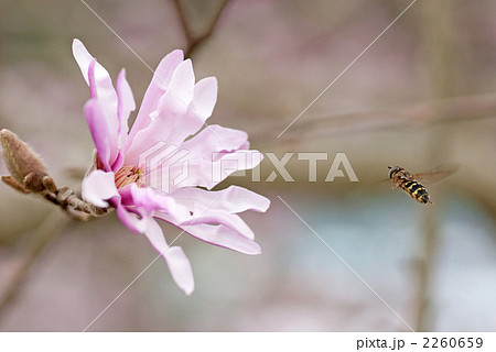 シデコブシとミツバチ 2260659