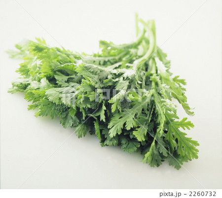 春菊 春菊 2260732