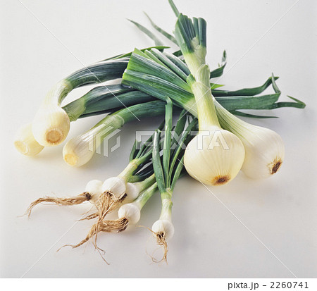 葉玉ねぎ・サラダオニオン・オニオンヌーボー 2260741