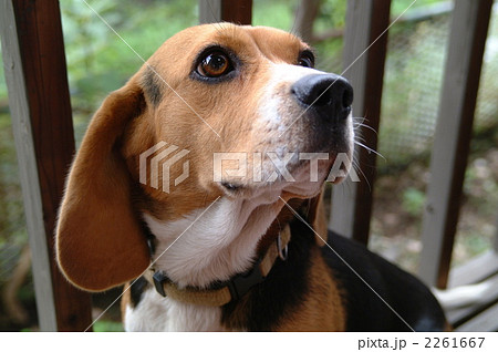 斜め上を向くビーグル犬の顔の写真素材