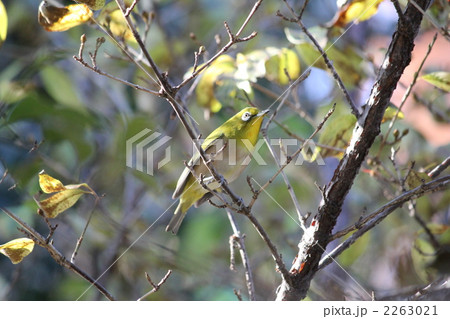 メジロ 2263021