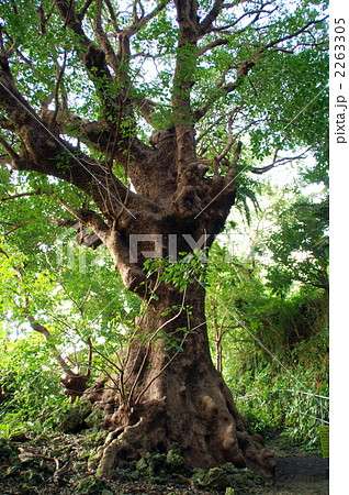 首里金城町の大アカギ 2263305
