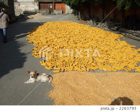 大理・とうもろこしの路面干し 2263795