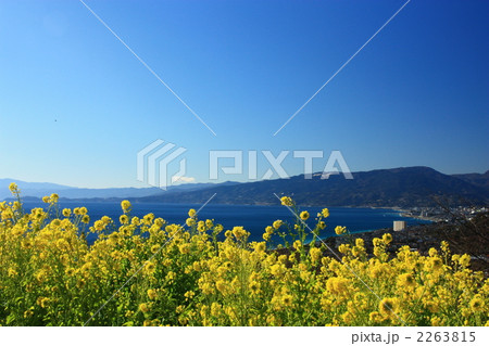 菜の花越しの風景 2263815