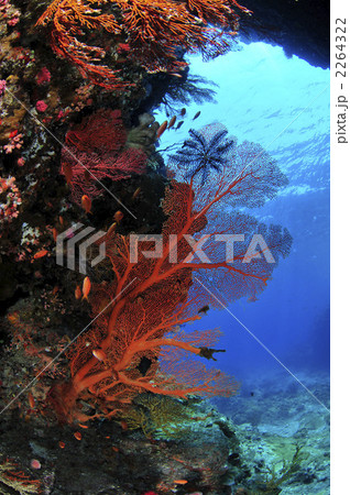 ケラマ ケラマ 2264322