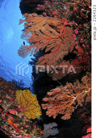 ケラマ ケラマ 2264323