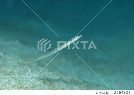 リュウグウベラギンポ リュウグウベラギンポ 2264328