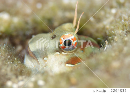 ホホグロギンポ ホホグロギンポ 2264335