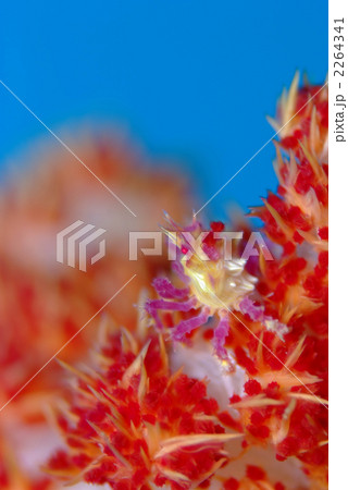 イソコンペイトウガニ 2264341