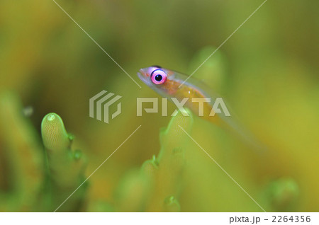 アカメハゼ 2264356