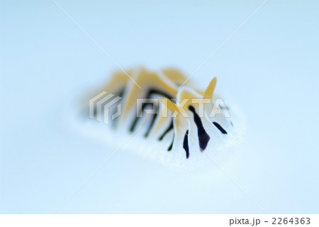 ユキヤマウミウシ ユキヤマウミウシ 2264363