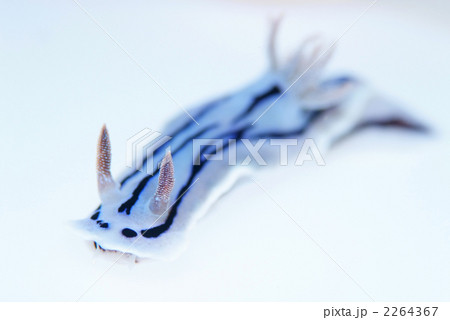 ミゾレウミウシ ミゾレウミウシ 2264367