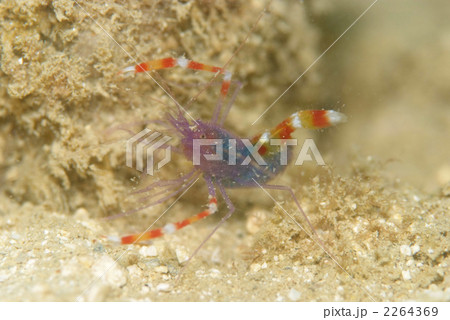 バイオレットボクサーシュリンプ 2264369