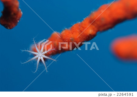 ポリプ 2264591