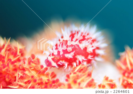 コダマウサギガイ 2264601