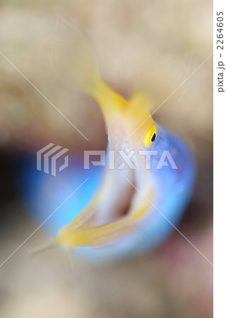 ハナヒゲウツボ 2264605
