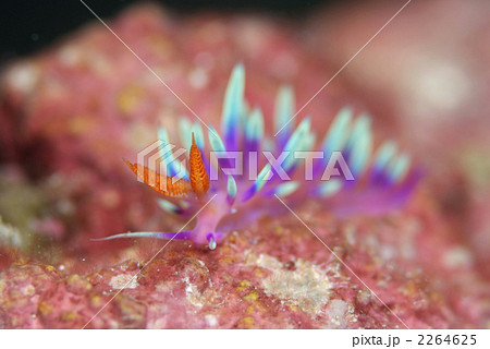 アデヤカミノウミウシ 2264625