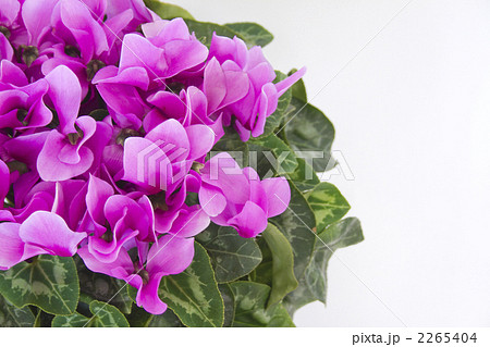 シクラメンの花 2265404