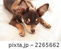 子犬 2265662