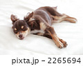 眠る子犬 2265694