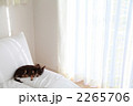 ソファと子犬 2265706