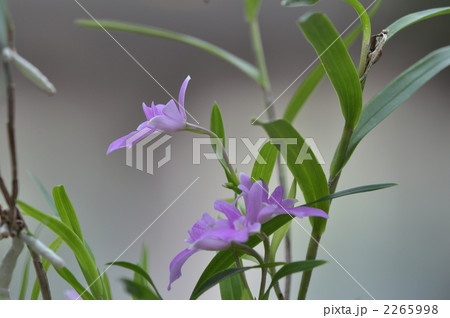 桜姫千鳥 2265998