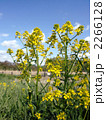 セイヨウアブラナ 2266128