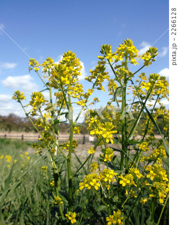 セイヨウアブラナの写真素材